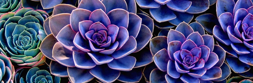 A healthy succulent plant