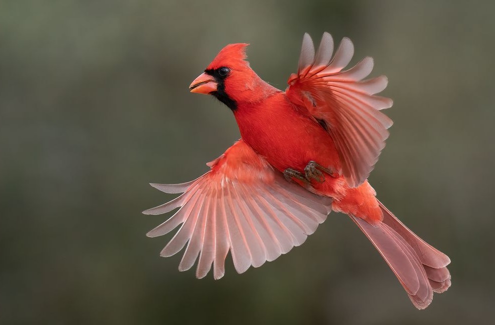 The symbols behind the apparition of the cardinal bird